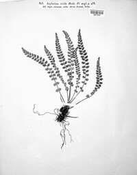 Asplenium viride image